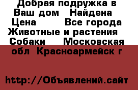 Добрая подружка,в Ваш дом!!!Найдена › Цена ­ 10 - Все города Животные и растения » Собаки   . Московская обл.,Красноармейск г.